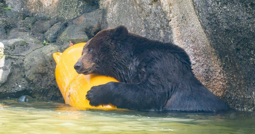 台北動物園棕熊「小喬」疑腫瘤復發，園方啟動安寧照護評估。（圖／台北市立動物園）
