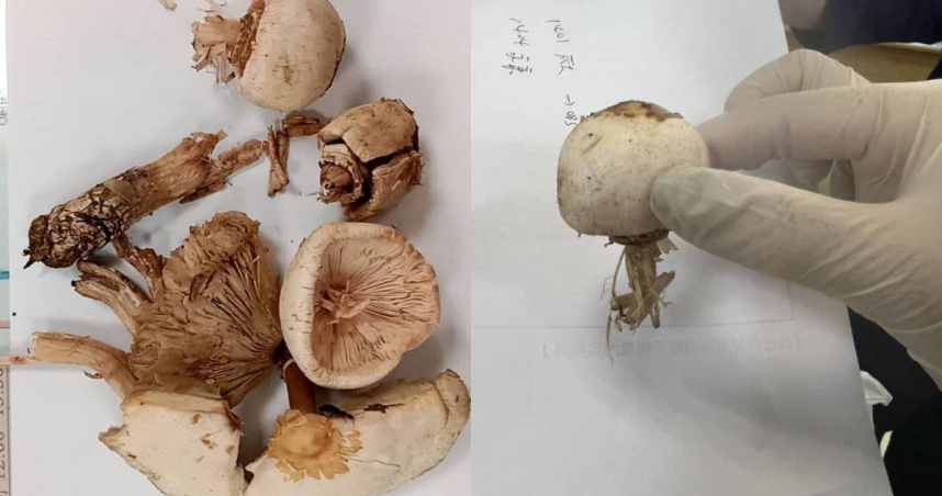 毒蕈「綠褶菇」。（圖／台北榮總官網）