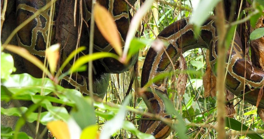 木柵動物園被民眾發現樹上有蟒蛇，但其實園方早做過解釋。（圖／翻攝臉書／木柵動物園）
