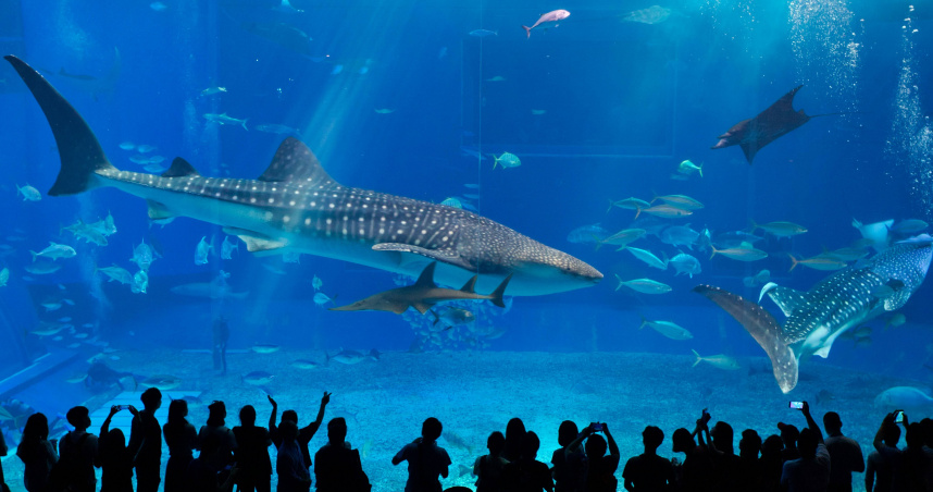 沖繩美麗海水族館。（圖／翻攝自unsplash）