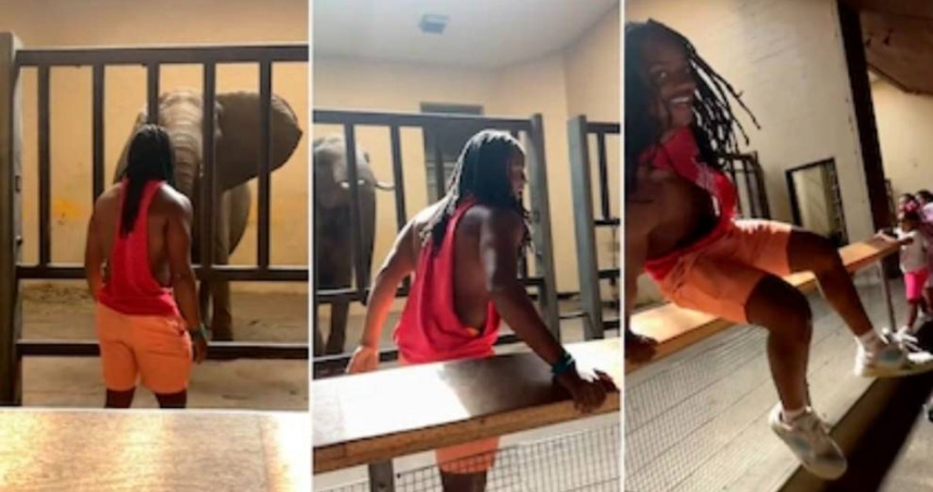 網紅為了拍片直闖動物園象欄。（圖／翻攝自TikTok @justnoah.t）