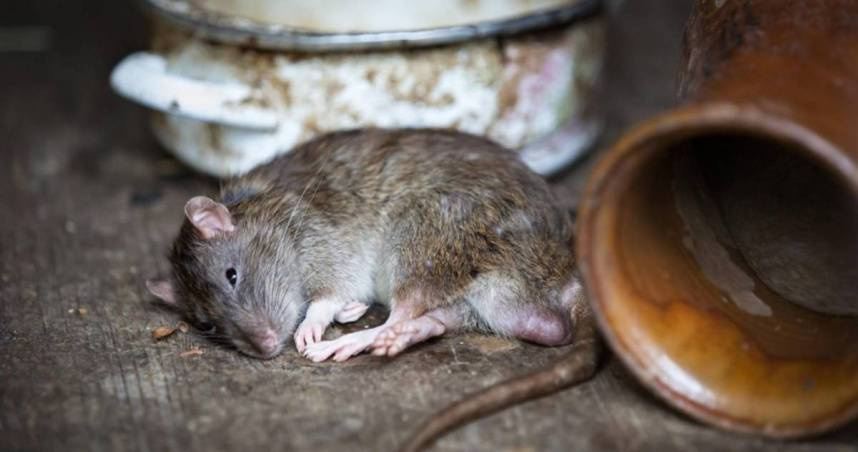 疾管署昨（30）日公布今年國內出現首例「漢他病毒症候群」病例，胸腔暨重症專科醫師黃軒在社群發文科普漢他病毒有多可怕。（示意圖／Pixabay）