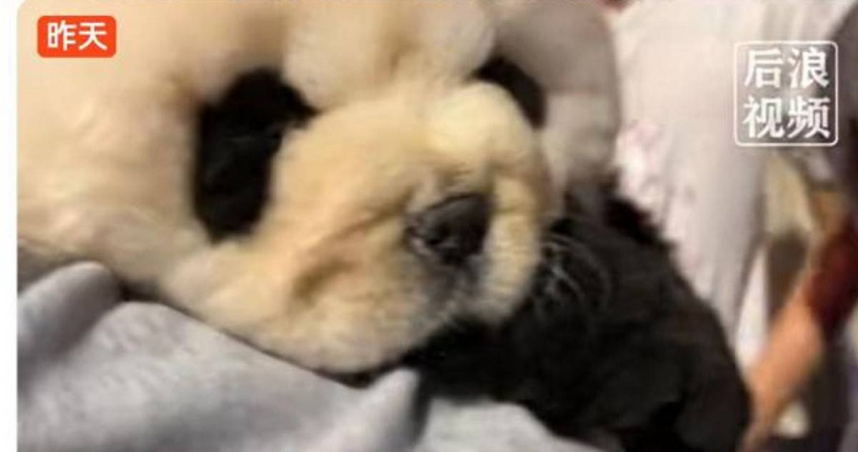 畫面顯示小狗精神狀態不佳，雙眼難以睜開，引發外界對動物健康的疑慮。（圖／翻攝自大象新聞）