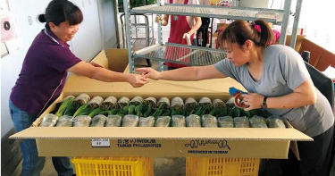 【蝴蝶蘭悲歌3】外銷荷蘭超龜毛 花長太高一律退貨