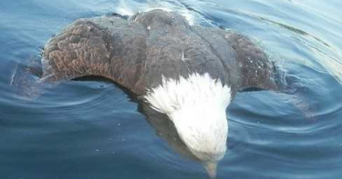 母潛鳥為母則強保護幼鳥 力抗白頭海鵰「嘴插心臟」殺死對方
