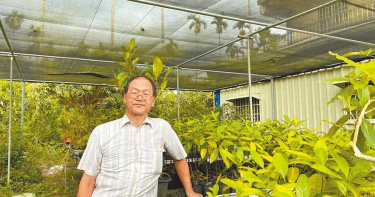 專業在退休後延續 前農試所員工種植白柿一斤可賣300元