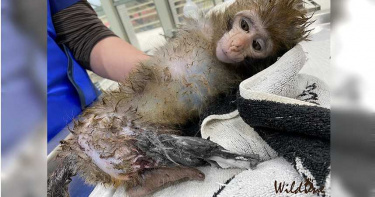 無法可罰!幼崽「腿骨突出」關籠只為吸引成猴 超絕望眼神惹眾怒