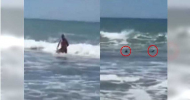 海灘傳來尖叫聲…男轉頭驚見「2面鯊魚鰭」嚇翻 連跑帶游飆速上岸