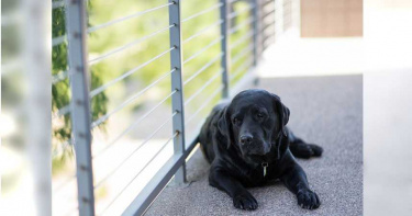導盲犬遭2鬥牛犬撕咬攻擊 盲人飼主心疼:短期內不會再外出