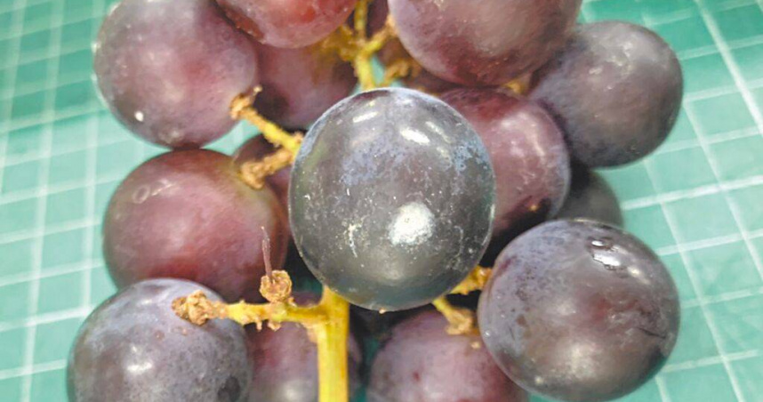 新北市泰山區4所小學傳出食安問題，廠商「味味營養午餐」被停止供餐。新北市議員張錦豪12日說，該間廠商5月8日在汐止區又被發現餐桶裡有昆蟲、葡萄發霉與食物籃有蟑螂等狀況。（圖／新北市議員張錦豪提供／中國時報柯毓庭新北傳真）