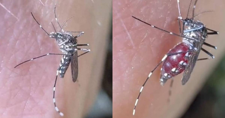 大陸南京林業大學博士余文博時常拍攝科學科普影片，近日他「以身飼蚊」拍下了蚊子吸血的全過程。（圖／翻攝自微博）