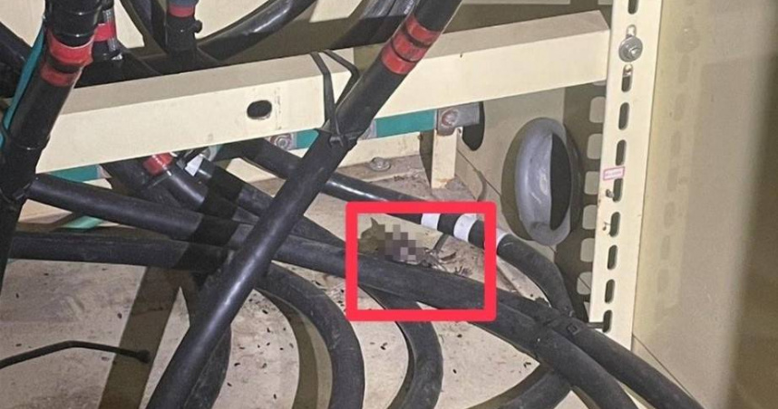 成大下午驚傳停電，經查是老鼠碰觸電線設備，造成迴路異常。（圖／民眾提供）