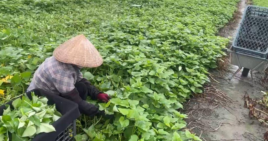 雲林縣西螺果菜市場6日表示休市前每公斤平均交易價大約27元，小漲1成左右，這幾天需求量增加，預計還有上漲空間。（圖／中國時報張朝欣攝）