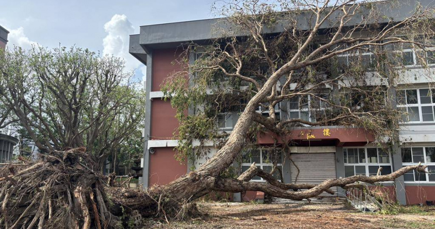 北門高中的校園內一棵百年樹齡的印度黃檀，歷屆師生視為「校樹」被丹娜絲颱風吹倒，校方與校友發起緊急救援行動。（圖／北門高中提供）