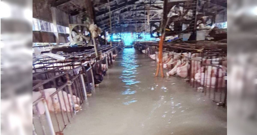 嘉義縣新港鄉一家養豬場更慘遭洪水襲擊，仔豬被淹死，豬圈裡的成豬泡在水裡載浮載沉、不斷發出哀鳴。（圖／報系資料照）