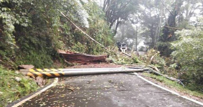 巨樹突倒封路電桿斷裂陷癱瘓。（圖／翻攝畫面）