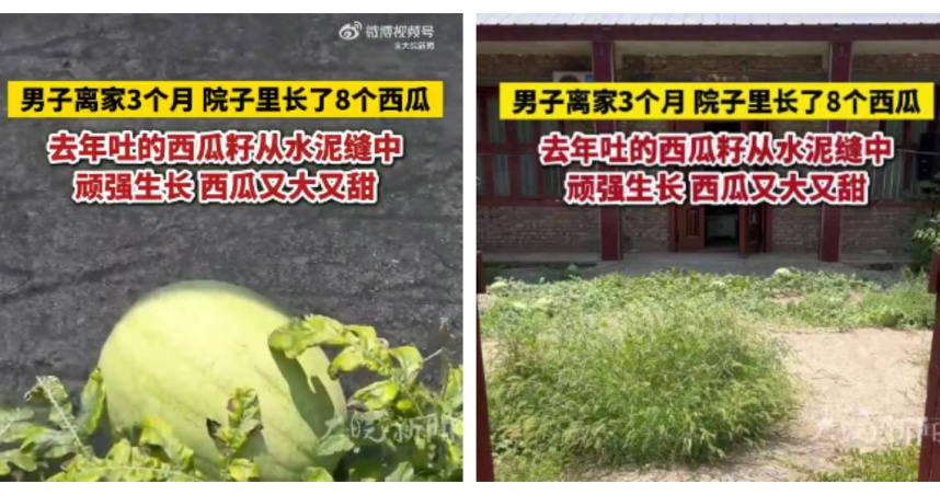 江蘇徐州一名男子離家3個月返家時，驚見院子水泥縫間長出8顆成熟西瓜，被網友稱為報恩瓜。（圖／取自微博）