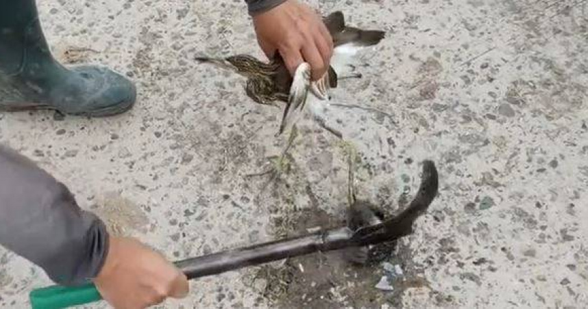 大陸四川省廣安市近日上演一場現實版的「鷸蚌相爭」。（圖／翻攝自微博）