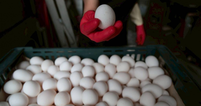 本週蛋價再度宣布調漲，批發價每台斤來到46元、產地價則為36.5元，主因為民眾購買需求上升之市場調節。（圖／報系資料照）