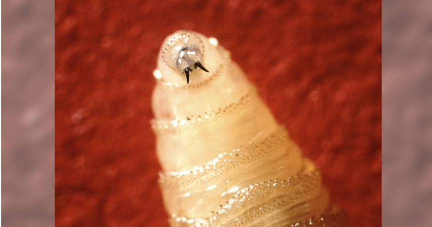 美國馬里蘭州近日確診一宗人類感染新大陸螺旋蠅（New World Screwworm，NWS）的病例。（圖／達志／美聯社／美國農業部農業研究服務處）