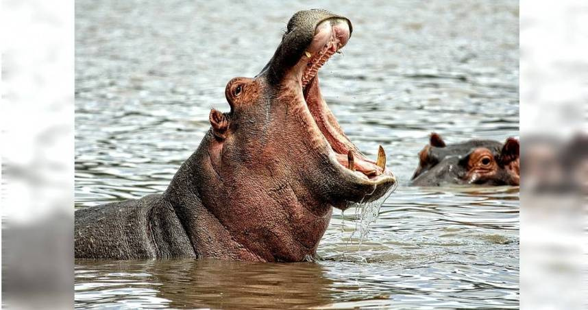 根據統計，每年全球約有500人死於河馬攻擊。（示意圖／翻攝pixabay）