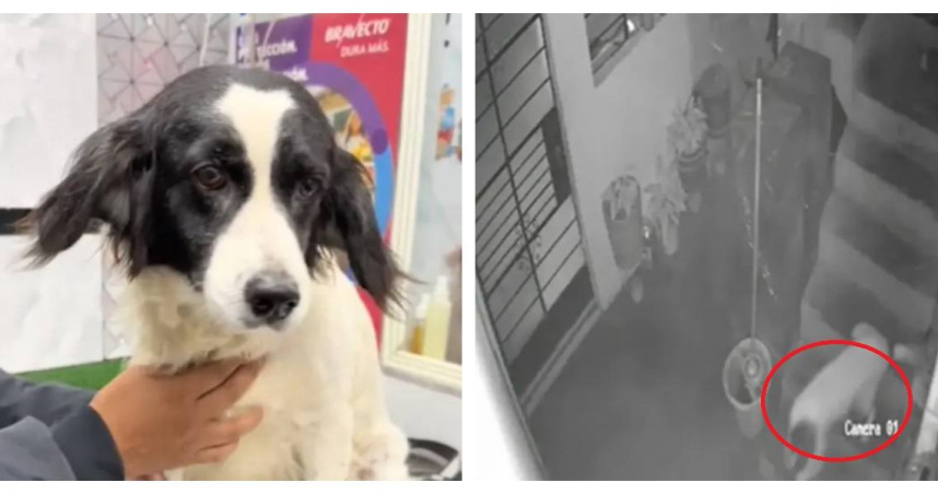 混種犬馬奇斯及時咬熄炸藥引信，保住全家性命，成為無聲英雄。（圖／翻攝自TikTok @super_manchis、Carlos Alberto Mesias Zarate提供，下同）