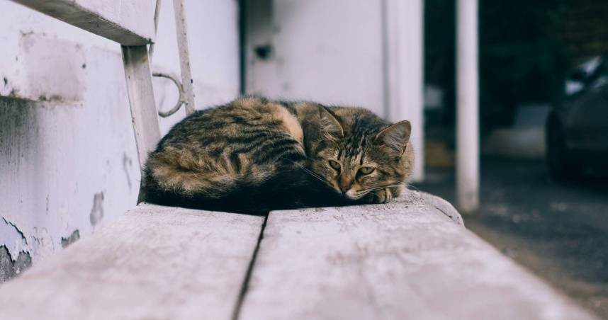 貓咪咖啡廳驚見「死亡幼貓箱」。（示意圖／翻攝自unsplash）