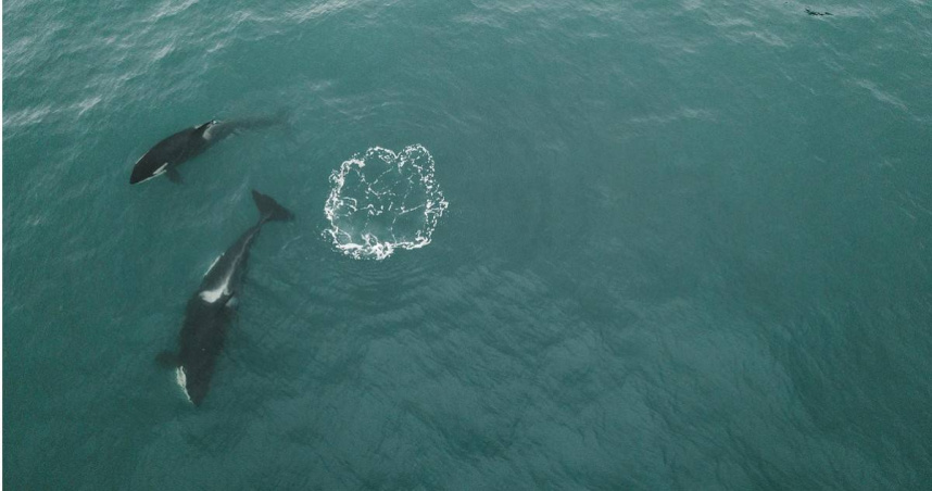 專家認為，虎鯨在幼崽死亡後推著屍體前行是悲傷的表現，也是哀悼的行為。（示意圖／Pexels）