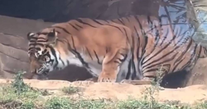 大陸雲南曲靖的廖廓山動物園發生母老虎吃掉小老虎屍體的狀況，引發網友熱烈討論。（圖／翻攝自微博／大象新聞）