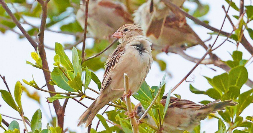 鳥友曾建偉在恆春機場附近目擊2隻雌性外來種家麻雀。（圖／曾建偉提供／中國時報謝佳潾屏東傳真）