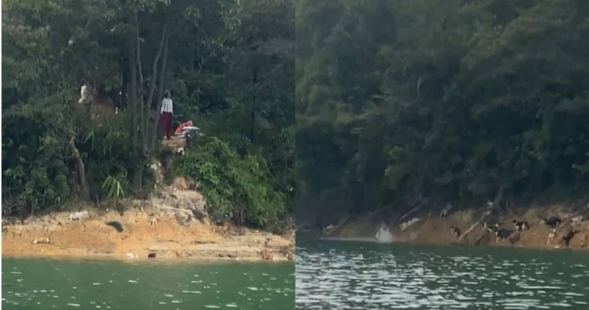 大陸出現可惡的放生者到水庫放生上百隻小貓咪，害部分貓咪受驚後跳水慘死。（圖／翻攝自微博／韓路）