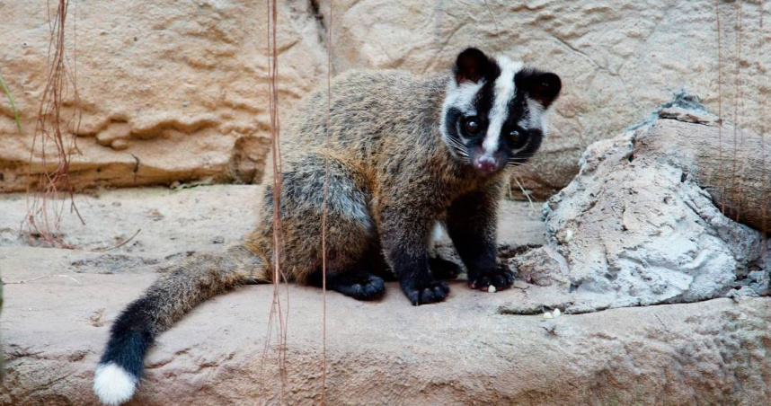 白鼻心示意圖。（示意圖／北市立動物園）