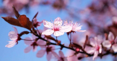 （示意圖／Pixabay）