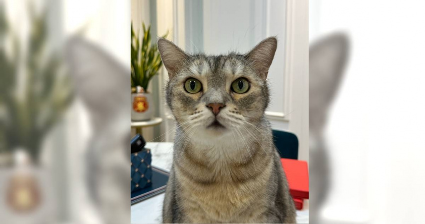 寵物可以點光明燈、藥師燈、太歲燈。 （圖／楊登嵙提供）