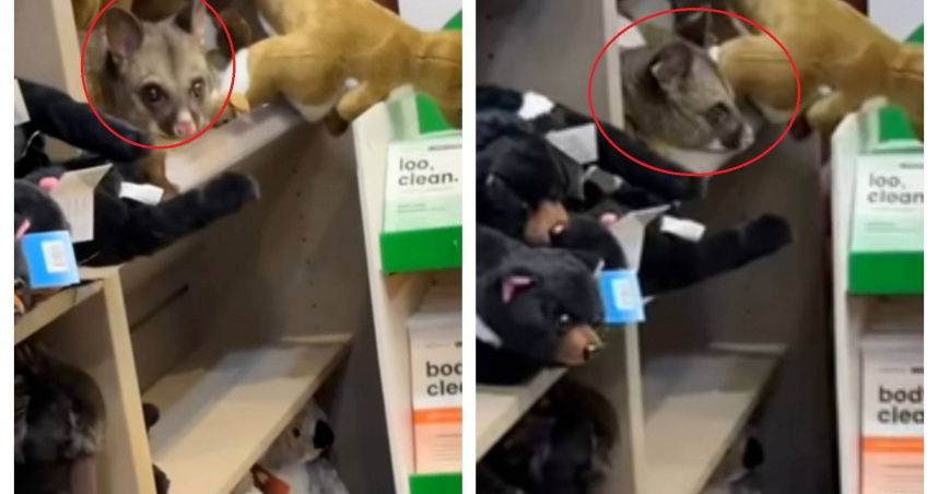 野生刷尾負鼠藏身玩偶貨架，與絨毛娃娃幾乎難辨。（圖／翻攝自IG，hobart_airport）