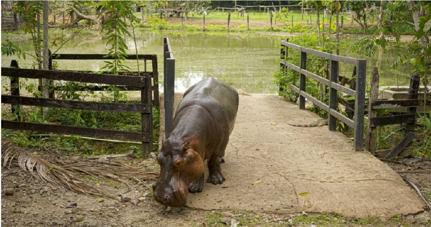 哥倫比亞的「古柯鹼河馬」（cocaine hippos）。（圖／達志／美聯社）