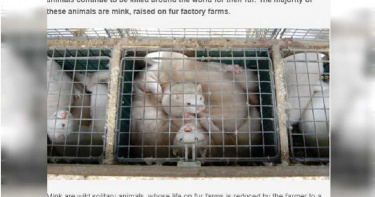 養貂員工感染新冠肺炎! 荷蘭疑爆發首宗動物傳人案例