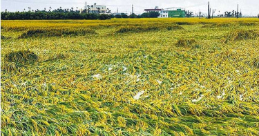 屏東豪雨成災 300多公頃農作重創