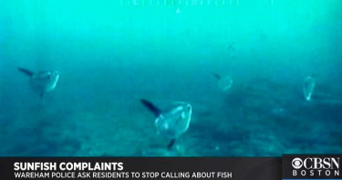 麻州海灣出現「巨型海獸」!居民狂打電話報警 當局無奈發文澄清