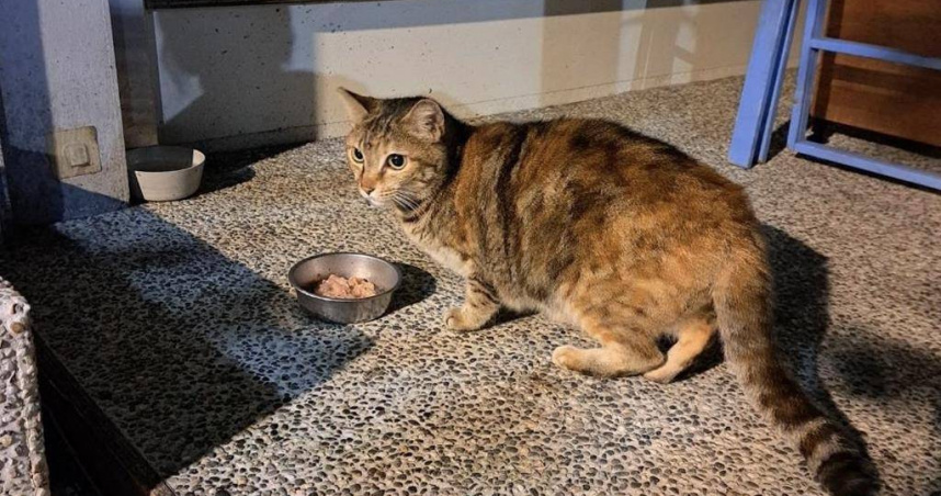 若寵物食品標示、廣告不實，或誇大效果造成誤解情形，違者可依《動物保護法》處3萬元以上、15萬元以下罰鍰。（圖／中國時報記者張珈瑄攝）