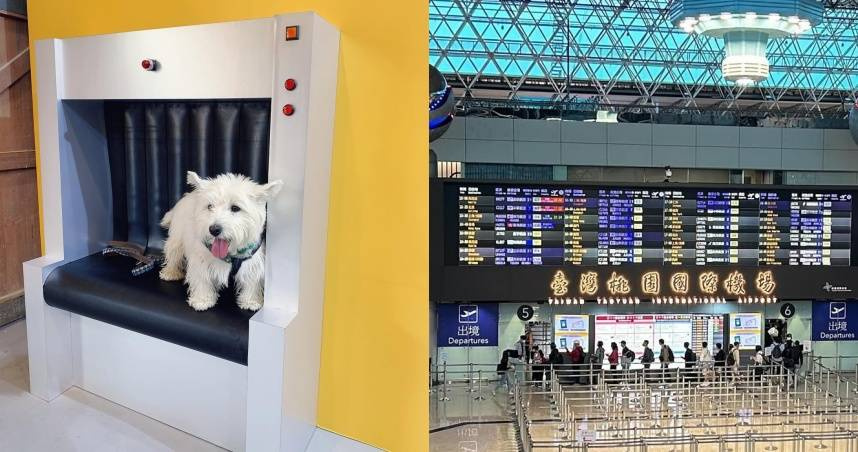 （圖／取自luluandbaku IG、puglove_1101 IG）