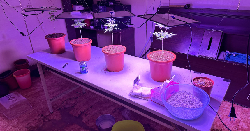 鄭姓男子在台南住家耕種大麻，近日遭警方逮捕。（圖／翻攝畫面）