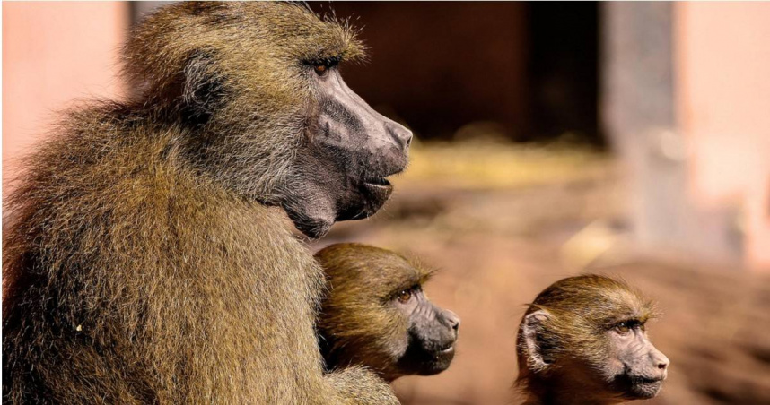 園內幾內亞狒狒族群曾多達43隻，超出園區收容設計容量，引發動物福利疑慮。（示意圖／Pixabay）