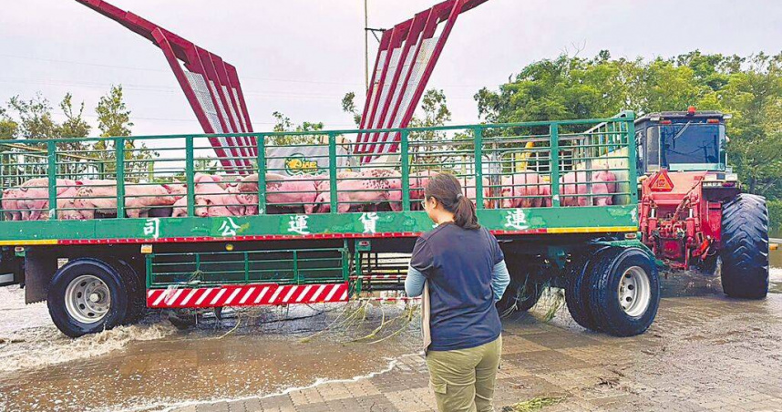 0728豪雨過後幾天，台糖持續將場內幸運存活的豬隻運出，不過因淹水水位太高，仍有上萬隻豬隻死亡。（圖／翻攝畫面）