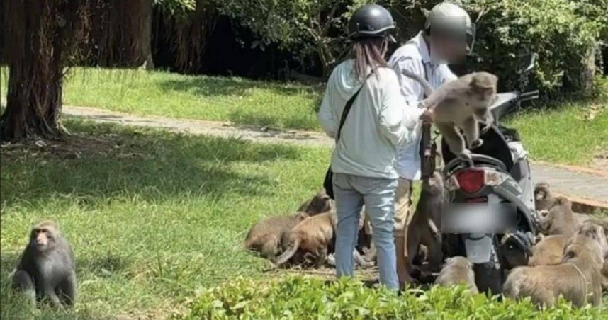 13日有民眾目擊一對男女，騎機車出現在高雄市壽山動物園，疑似帶大量食物到場餵食，讓猴群見狀形同「遷徙」般壯觀，貼上網引發網友公憤，對此高雄市動保處表示，將釐清飼主身分後開罰。（圖／翻攝畫面）
