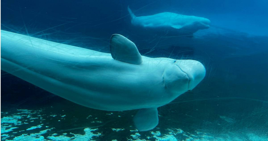 加拿大海洋樂園遊樂園的白鯨。（圖／達志／美聯社）