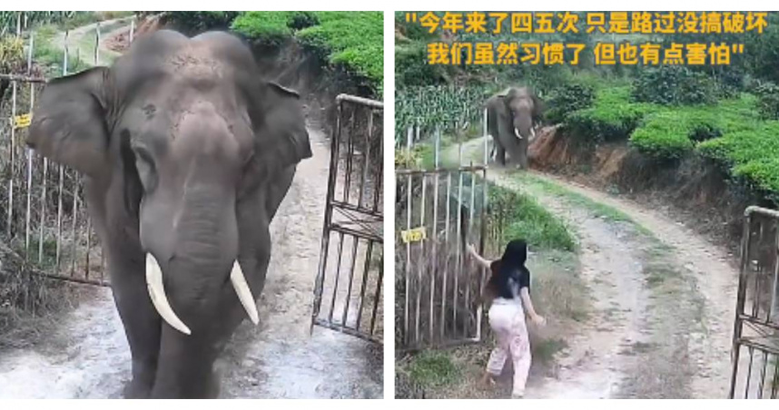 女子獨自在家帶娃時突遇野象「來訪」，趕緊抱孩上樓避險。（圖／翻攝自微博，封面新聞）