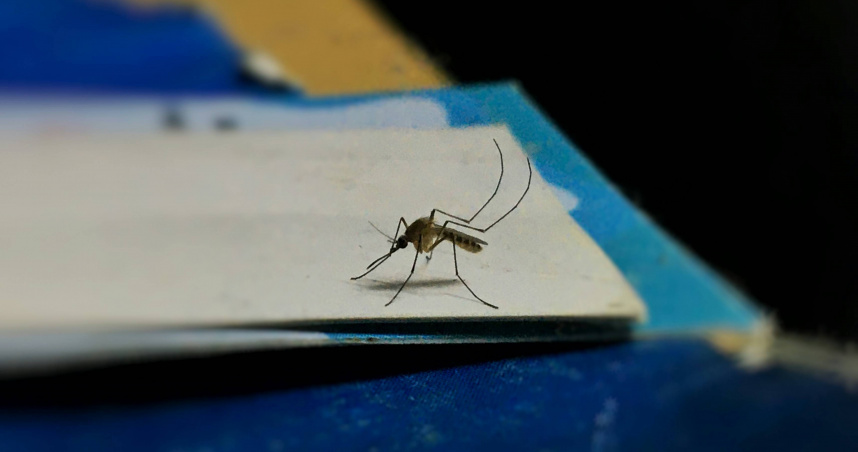 衛生局提醒，民眾從小港機場入境時若有發燒、頭痛、肌肉骨骼酸痛等登革熱疑似症狀，請於入境時主動告知小港機場檢疫人員並配合抽血及疫調。（示意圖／翻攝自unsplash）