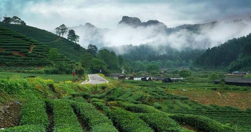 星村鎮是武夷山最大茶葉產區。（圖／吳德亮攝）