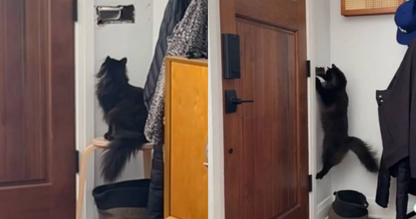 近期TikTok上一段貓咪與郵差「互動」影片，引發討論與轉發。（圖／翻攝自TikTok／frankieunsupervised）